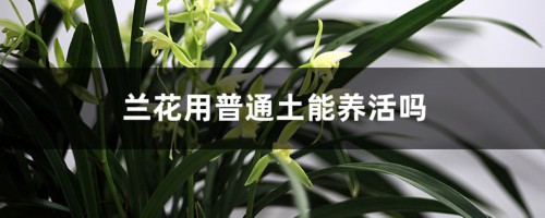 兰花可以用腐殖土养吗，可以用普通营养土养吗