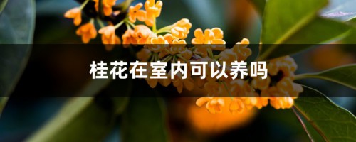 桂花在室内可以养吗，有没有毒