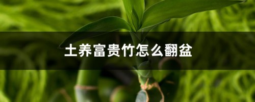 土养富贵竹怎么翻盆，土盆养富贵竹注意事项