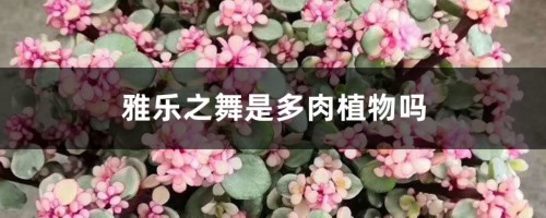 雅乐之舞是多肉植物吗，花语是什么