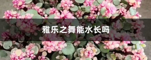 雅乐之舞能水长吗，能养多久