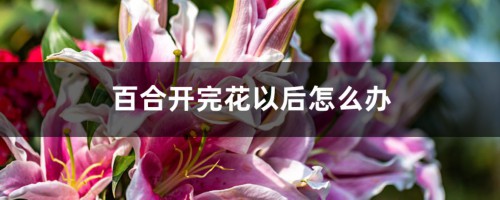 百合开完花以后怎么办