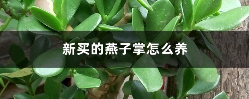 新买的燕子掌怎么养