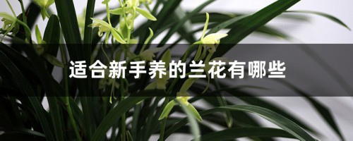 什么兰花最好养，适合新手养又好看的品种