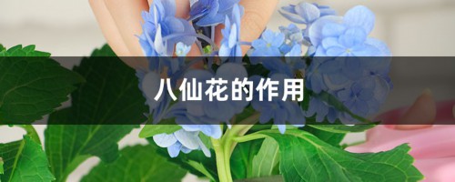 八仙花的作用