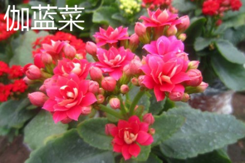 伽蓝菜