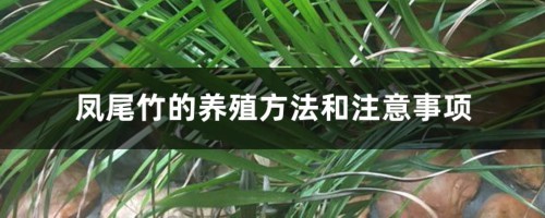 凤尾竹的养殖方法和注意事项