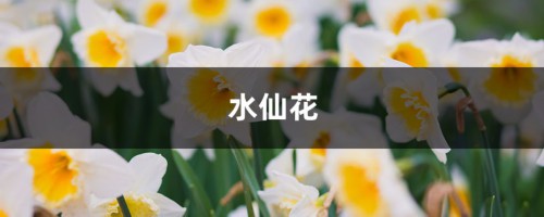 “水仙花”还能定时开花？你没看错，泡在水里就行