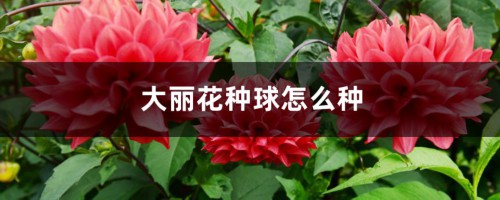 大丽花种球怎么种