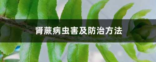 肾蕨病虫害及防治方法