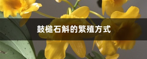 鼓槌石斛的繁殖方式